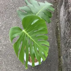 21 モンステラデリシオーサのカット苗 - メルカリ