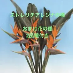 ストレリチアの種 オレンジ色の花 花の種おまけ付きのサムネイル