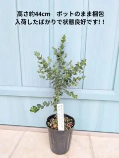 2025年最新】ユーカリ ポポラスの人気アイテム - メルカリ