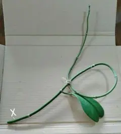 ホヤ カーリー ハートホヤ 蔓(茎)付きカット苗60cm超え 挿し木、水耕栽培用のサムネイル