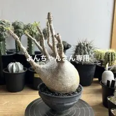 ⭐︎のりあやいいふうふ★グラキリス　現地球　発根済　作家鉢付 Adv-046 植木鉢 塊根植物 作家鉢 グラキリス アガベ 3dプリンター鉢