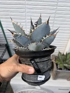 Agave Titanota Lion's Mane アガベ チタノタのサムネイル
