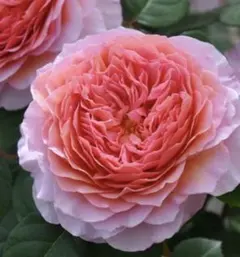 バラ苗　挿し木苗　つる　アイス