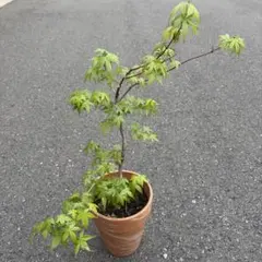 モミジ 浮雲錦 鉢植え 苗木 H1.1m前後 イロハモミジ ヤマモミジ カエデ