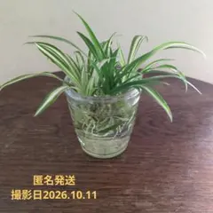 オリヅルラン 水耕栽培 発根済み