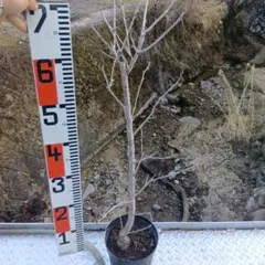 しえな様 リクエスト 2点 まとめ商品