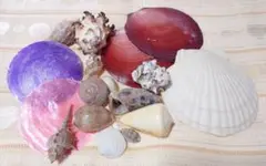 貝殻セット☆クラフト素材☆ハンドメイドやインテリア等に