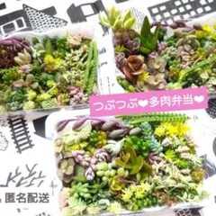 ꕤ まとめて在庫SALE カット苗 ꕤ 多肉植物 ꕤ 韓国苗 ꕤ№027 - メルカリ