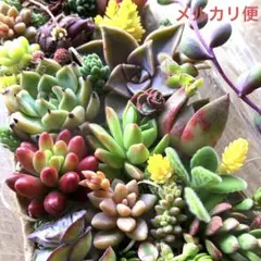 多肉植物♡エケベリア　韓国苗詰め合せ♡センペル　セダムカット苗セット♡メルカリ便