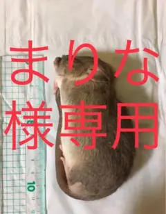 Item thumbnail for item df9473e1-b675-4a6f-a102-8dd5f254797b