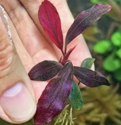 Bucephalandra Hellfire (ヘルファイヤー) - メルカリ