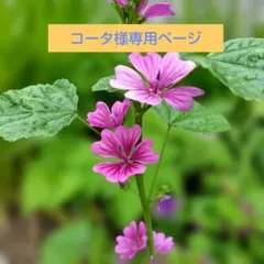 マロウ 種 100粒以上!! - メルカリ