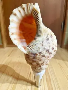 法螺貝 魔除け インテリア オブジェ 約 35センチ 法螺貝 魔除け インテリア オブジェ 約 35センチ 法螺貝 魔除け