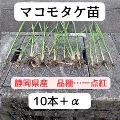 ひなた様 リクエスト 2点 まとめ商品