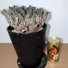 2025年最新】ユーフォルビアフスカの人気アイテム - メルカリ