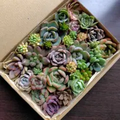 多肉植物 12品種カット苗詰め合わせC 23cm×17cmネコポス発送 - メルカリ