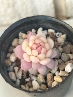 2026年最新】ちょこん ミックスベリアの人気アイテム - メルカリ