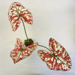 YM401 Caladium Red Queen カラジウム レッドクイーンのサムネイル