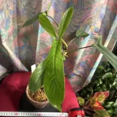フィロデンドロン　69686