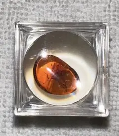 虫入り本琥珀 ルース 標本