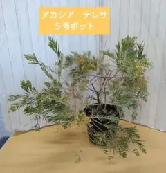 希少　アカシア　テレサ　５号ポット