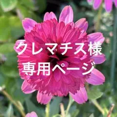 シェリーメイ コスチューム　ハンドメイド　セーターセット137