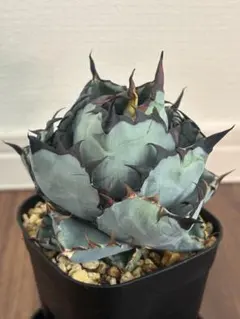 アガベ　ボールBB　3株セット アガベ ボールBB 3株セット アガベ ボールBB 3株セット 2025年