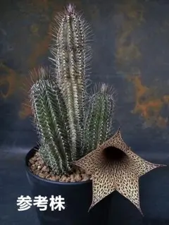 2025年最新】ロウルサンコの人気アイテム - メルカリ