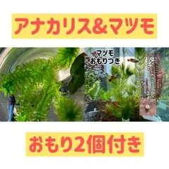 2026年最新】アナカリスの人気アイテム - メルカリ