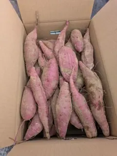 や*こ様 2025茨城県産紅はるかサツマイモ10kgまとめ売り