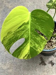 斑入りモンステラボルシギアナオーレア黄斑4号鉢植え73cm発根済み安心