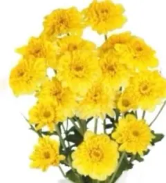 ハン様 リクエスト 2点 まとめ商品