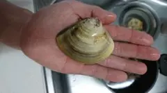 Katakuri様専用！