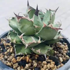 サービス品【匿名配送】④サイズ大　アガベ　姫厳竜錦　覆輪斑　TC 子株付 2025年最新】厳竜錦の人気アイテム - メルカリ