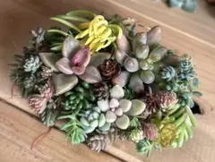 uripom様 リクエスト 2点 まとめ商品