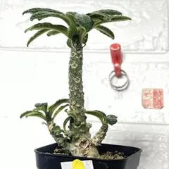 2025年最新】ドルステニア ギガスの人気アイテム - メルカリ