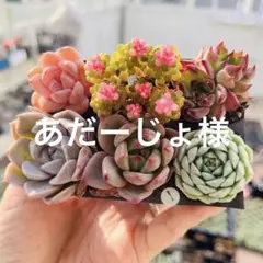 1. 【根付き・土付き】多肉植物　6種セット　名前付き