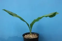 チ−ズくん様 リクエスト 3点 まとめ商品