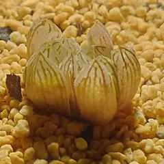 多肉植物　ハオルチア 白亀　実生　751のサムネイル