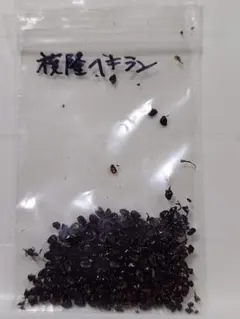 シマウマ様 リクエスト 2点 まとめ商品