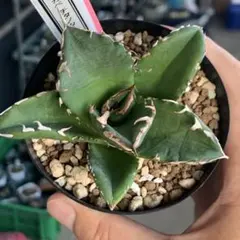 2025年最新】アガベ翼竜の人気アイテム - メルカリ