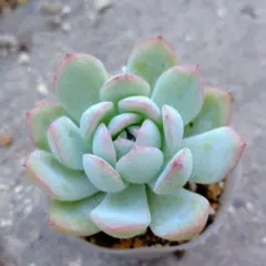 2025年最新】スリョン 多肉の人気アイテム - メルカリ