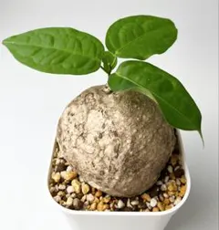 2026年最新】アデニアの人気アイテム - メルカリ