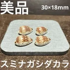 美品　アフリカ産　スミナガシダカラ　4点セット