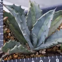 2025年最新】アガベエクスパンサパリーダの人気アイテム - メルカリ