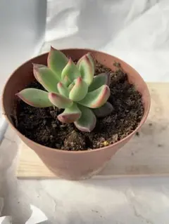 原種コロラータ　エケベリア　多肉植物　抜き苗