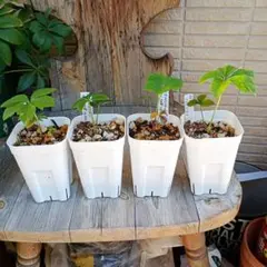 ヒロ様 リクエスト 2点 まとめ商品