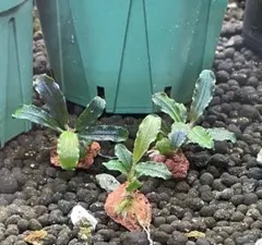 2025年最新】bucephalandraの人気アイテム - メルカリ