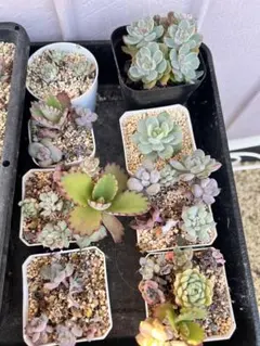 ⭐*︎様 多肉セット