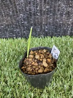 値下げ】ブラヘア スーパーシルバー 鉢ごと発送 - メルカリ